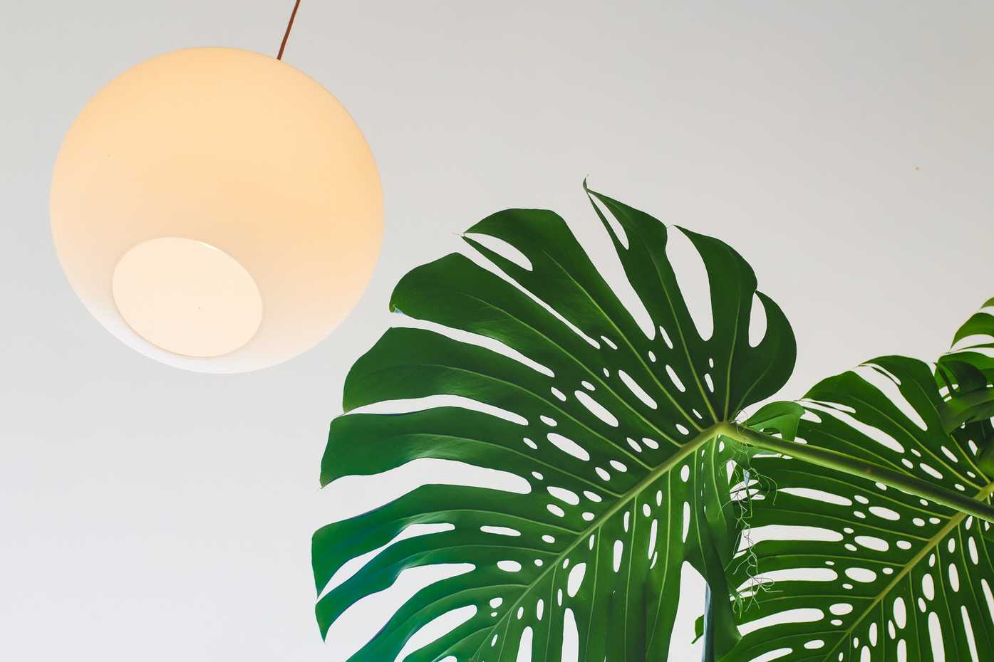 A ceiling light and a large plant leaf
